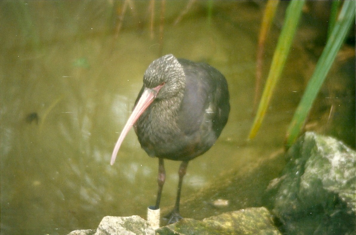 Puna Ibis 4th April 1998