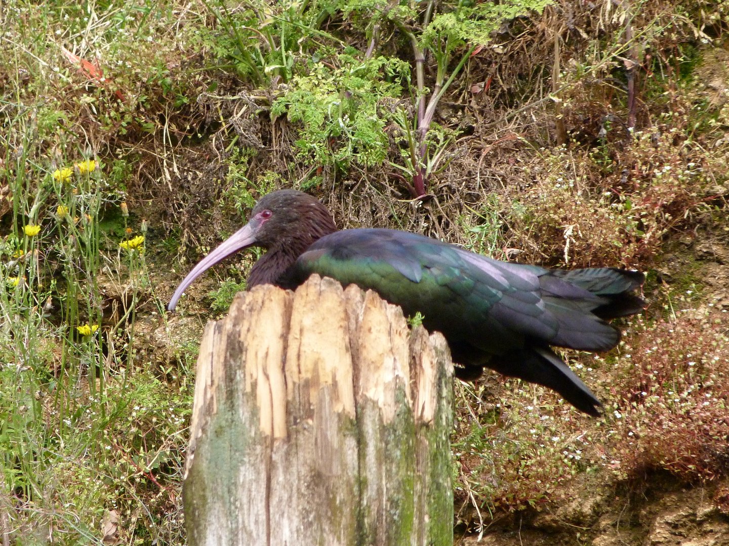 Puna ibis -Bioparc de Doué la Fontaine (2025)