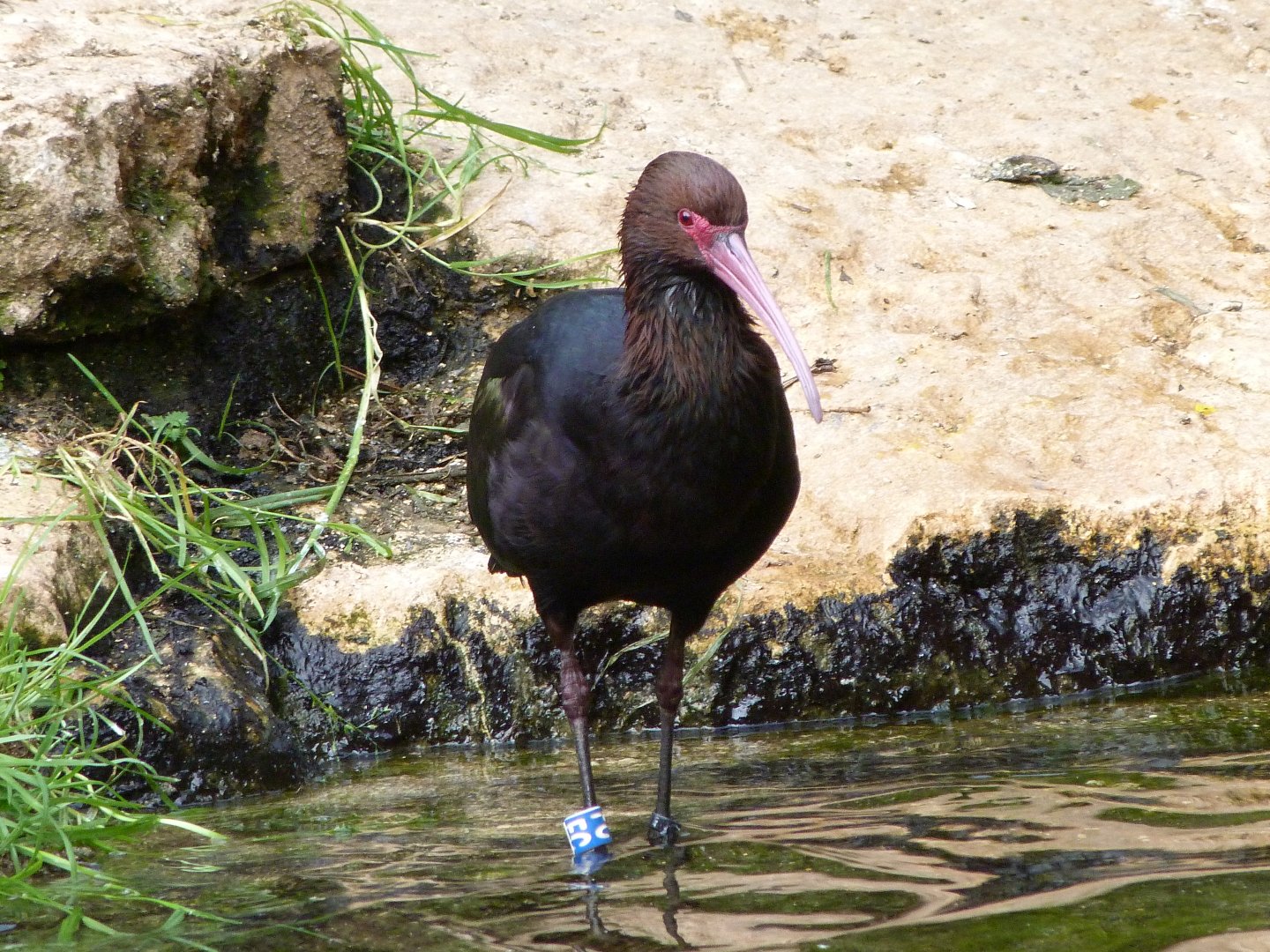Puna ibis -Bioparc de Doué la Fontaine (2025)