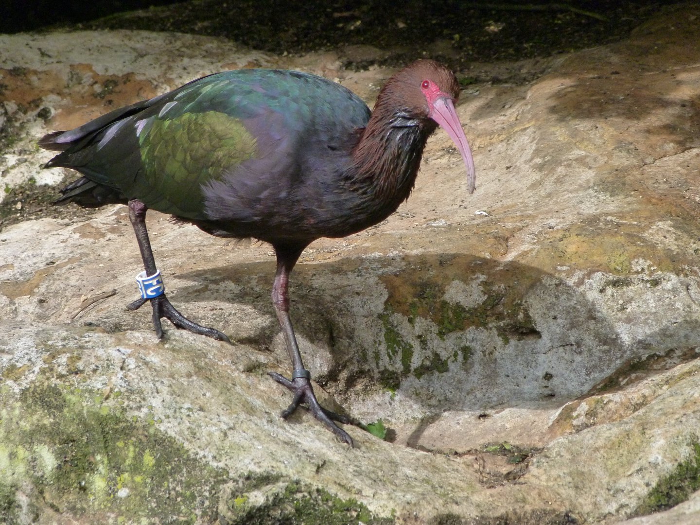 Puna ibis -Bioparc de Doué la Fontaine (2025)
