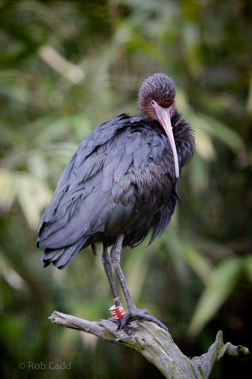 Puna ibis : Birdland : 19 Apr 2015