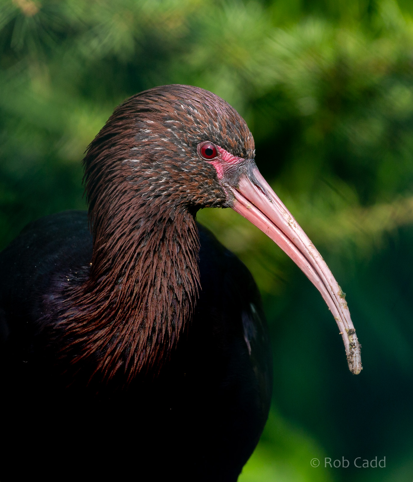 Puna ibis : Exmoor Zoo : 16 Sep 2020