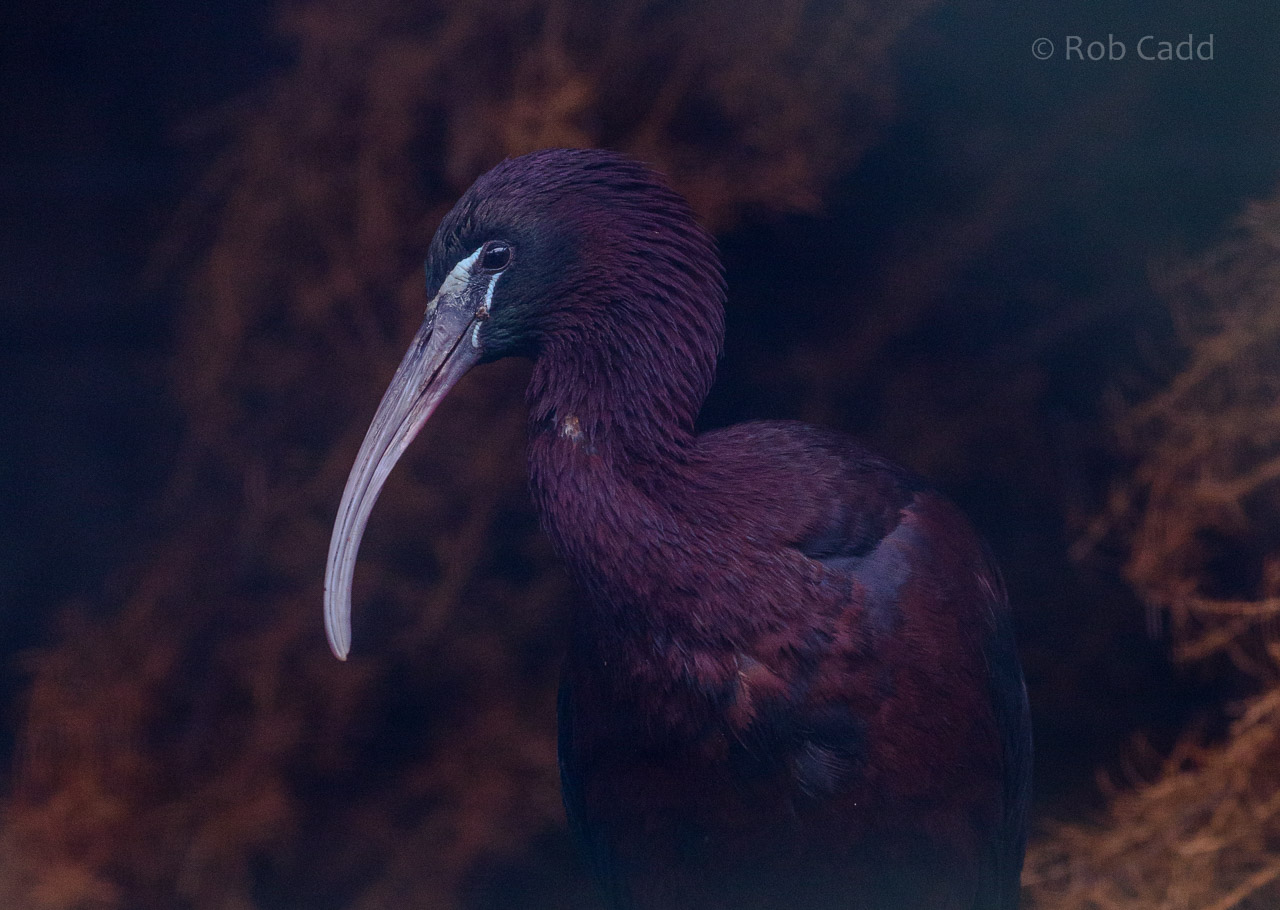 Puna ibis : Exmoor Zoo : 22 May 2015