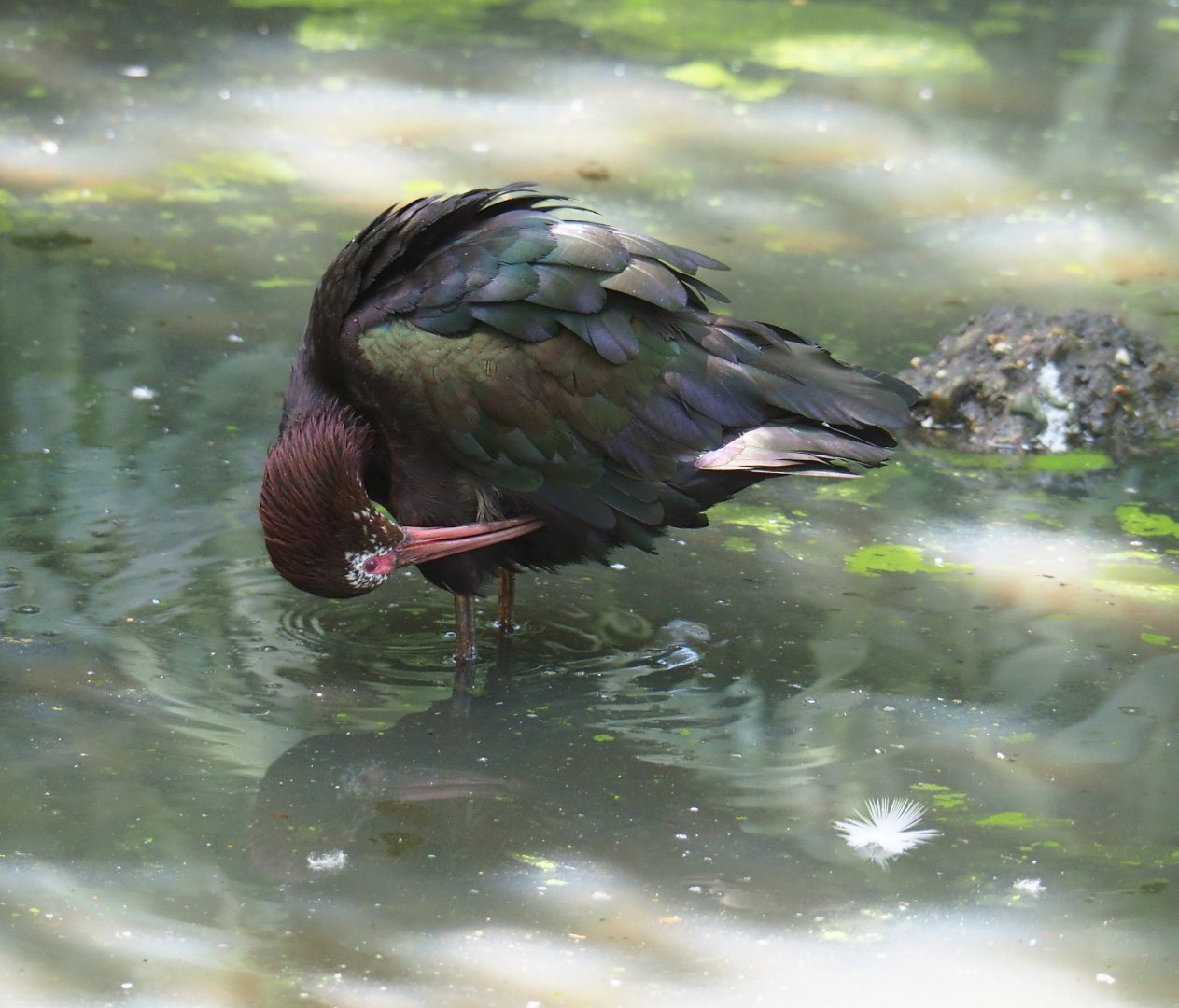 Puna ibis (Plegadis ridgwayi), 2019-08-04