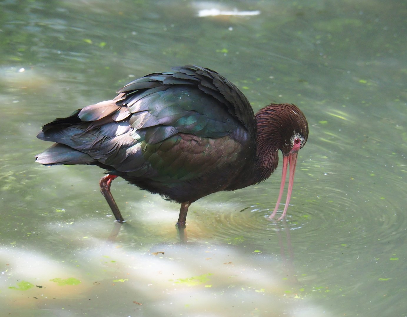 Puna ibis (Plegadis ridgwayi), 2019-08-04
