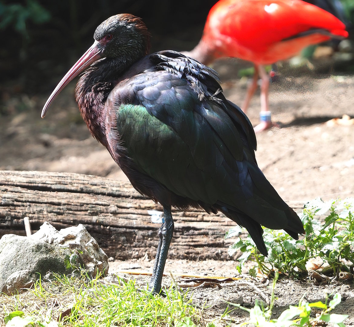 Puna ibis (Plegadis ridgwayi), 2022-08-20