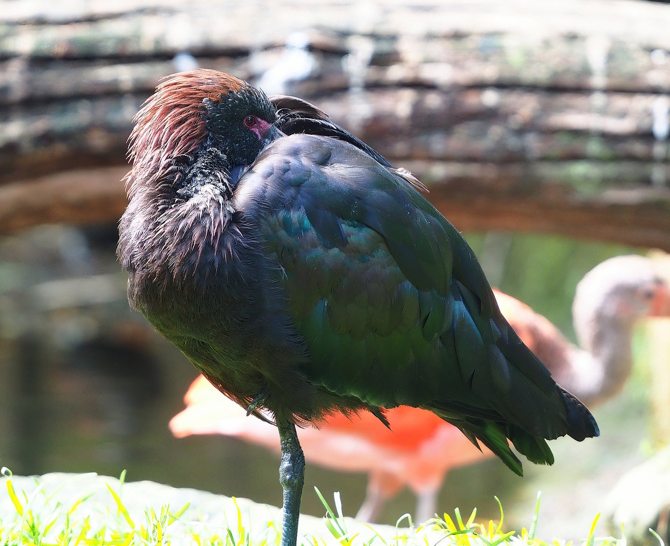 Puna ibis (Plegadis ridgwayi), 2022-08-20