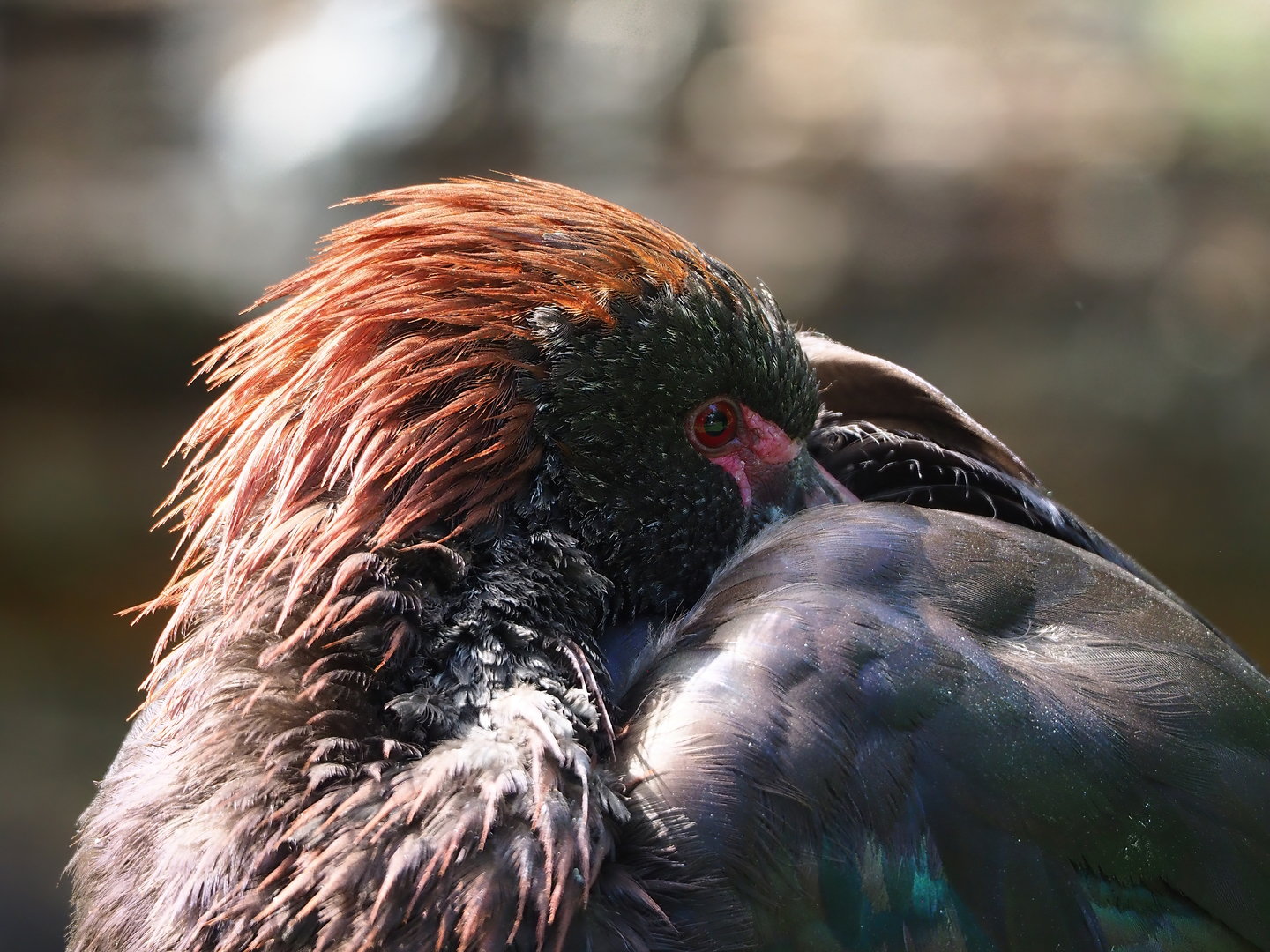 Puna ibis (Plegadis ridgwayi), 2022-08-20