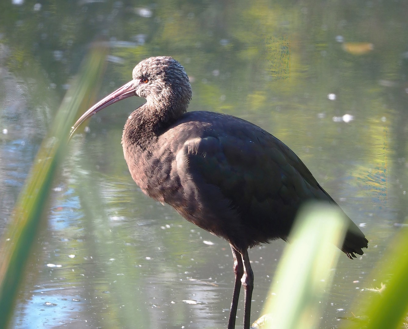 Puna ibis (Plegadis ridgwayi), 2022-10-09
