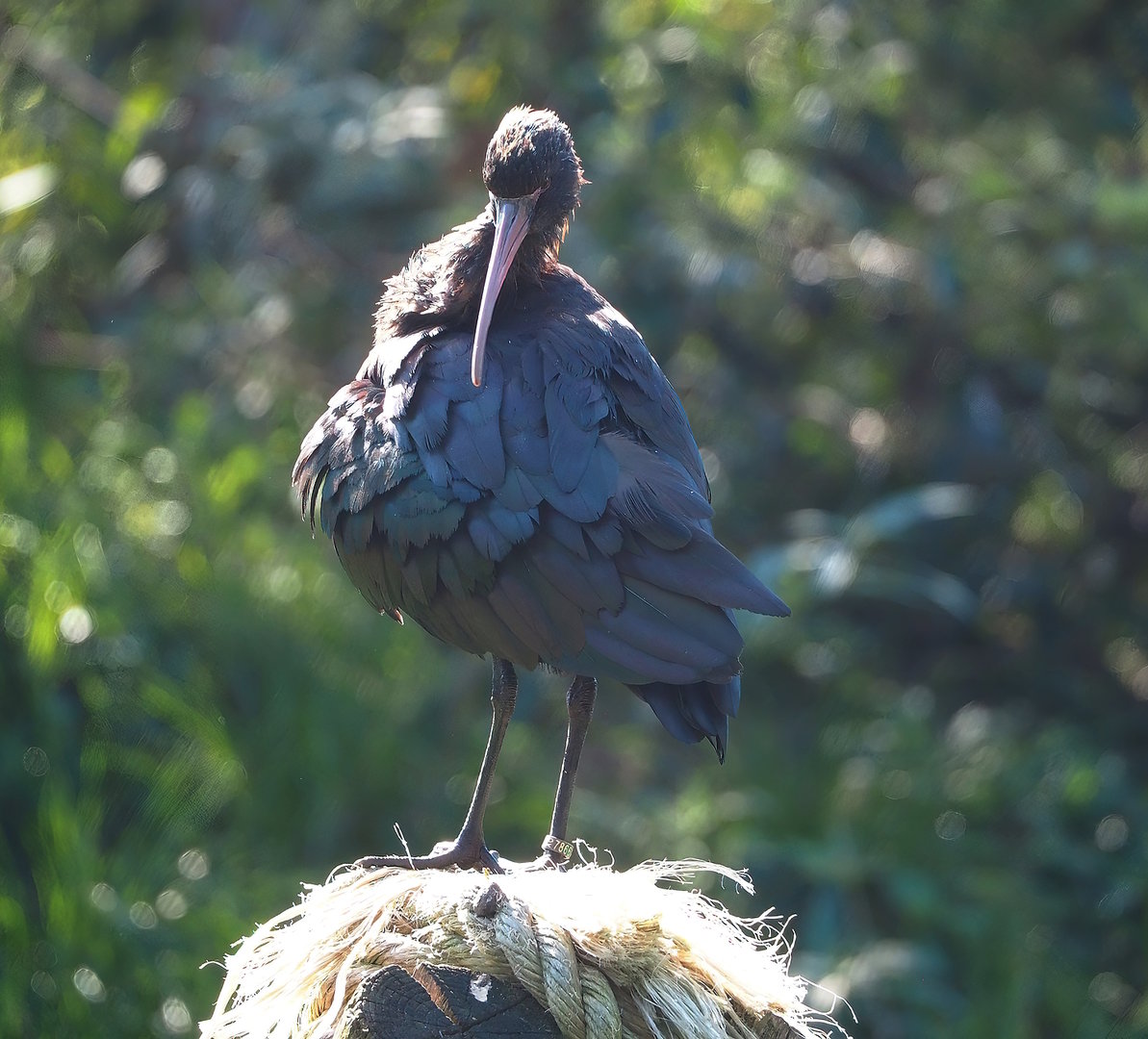 Puna ibis (Plegadis ridgwayi), 2022-10-09