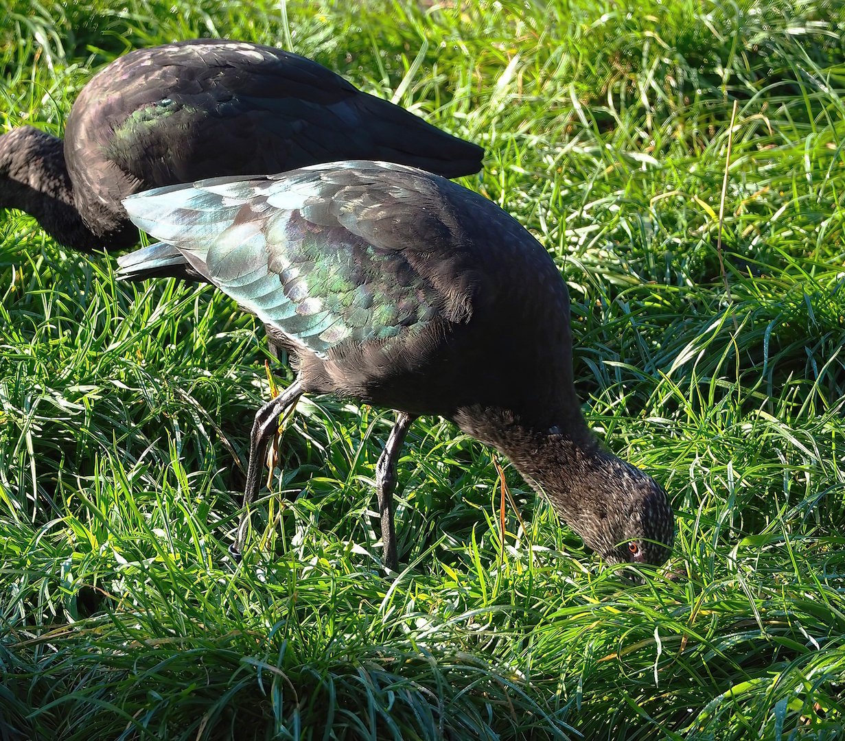 Puna ibis (Plegadis ridgwayi), 2022-10-09