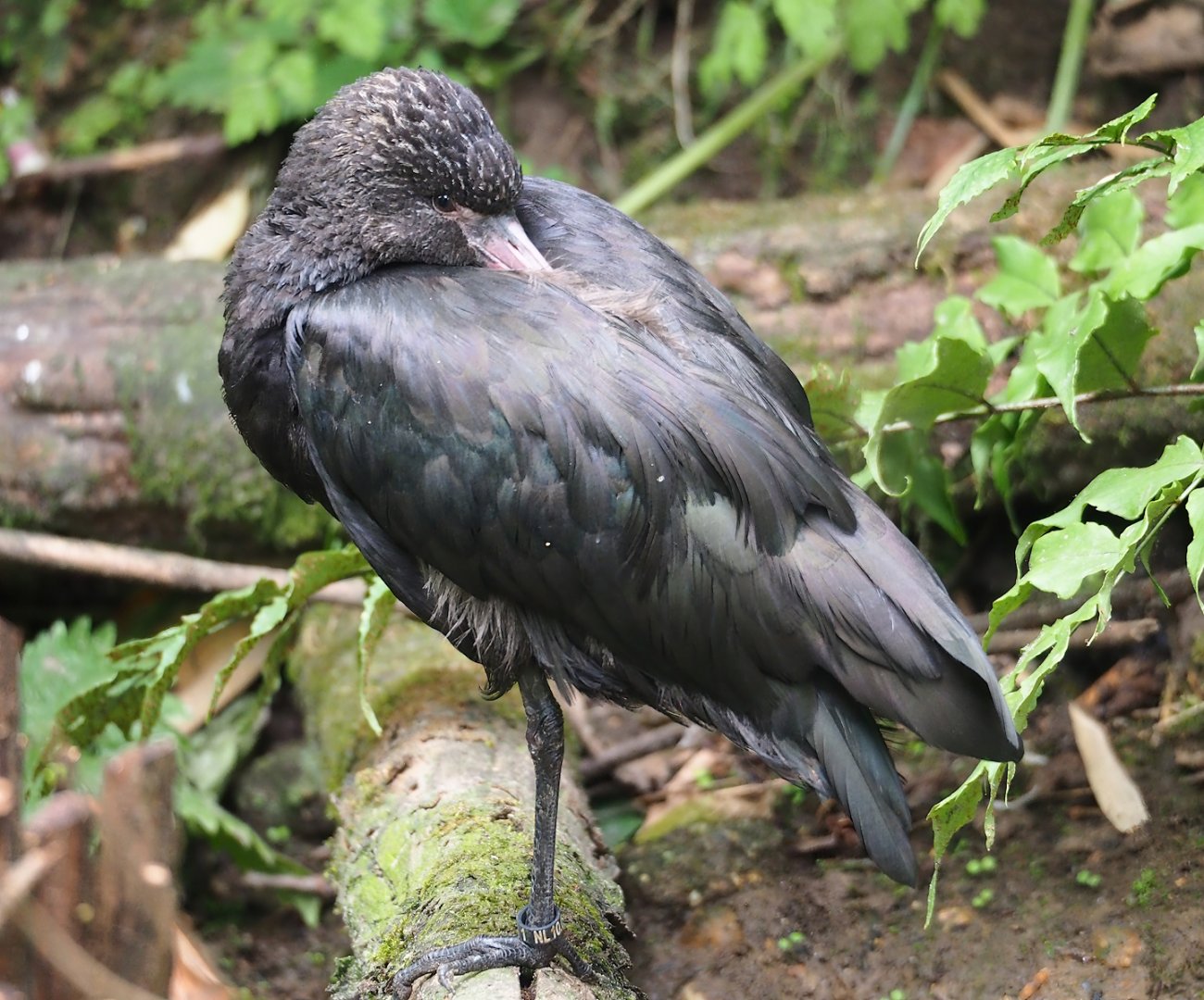 Puna ibis (Plegadis ridgwayi), 2023-07-18