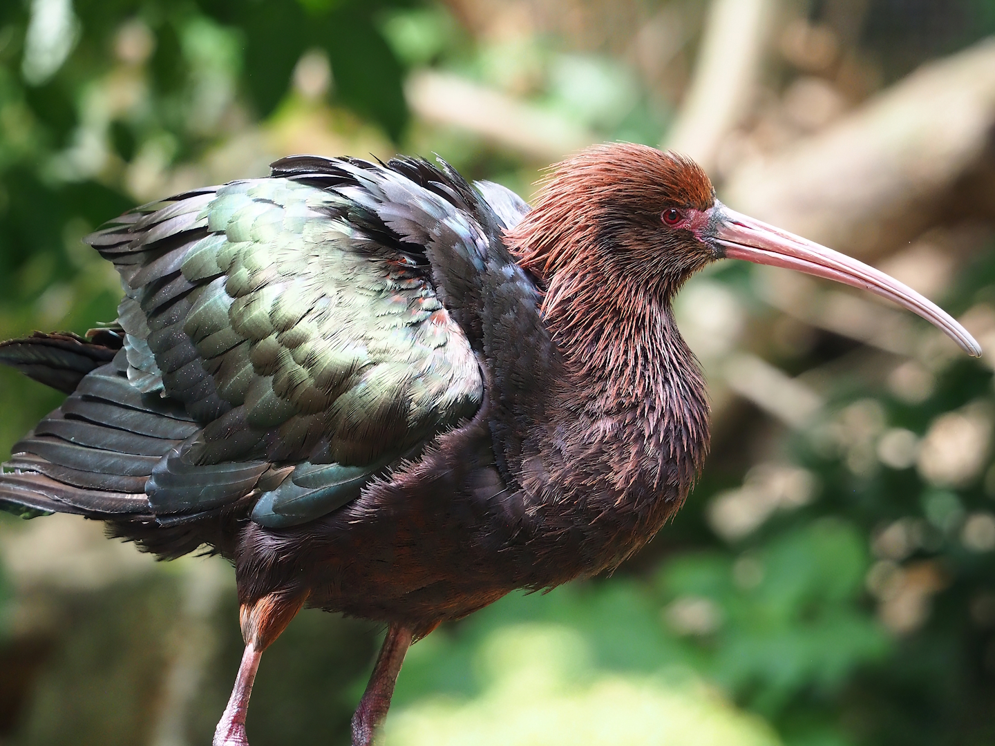 Puna ibis (Plegadis ridgwayi), 2023-07-18
