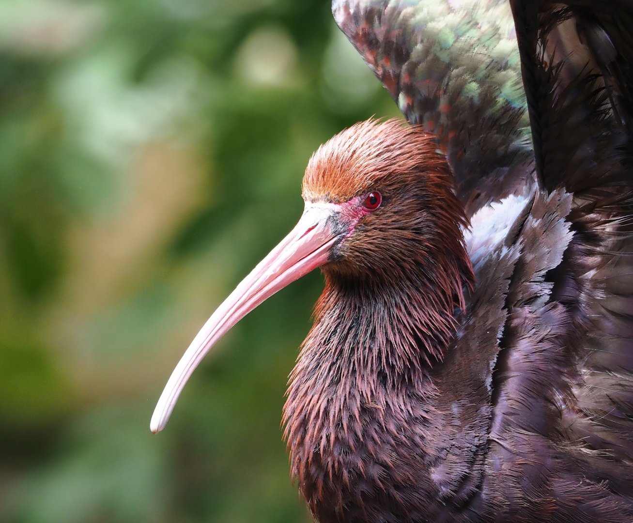 Puna ibis (Plegadis ridgwayi), 2023-07-18