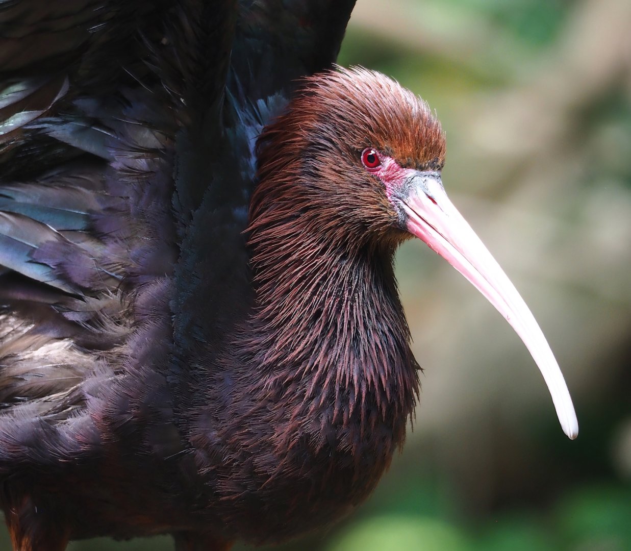 Puna ibis (Plegadis ridgwayi), 2023-07-18