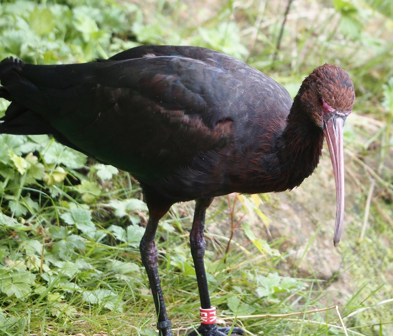 Puna ibis (Plegadis ridgwayi), 2024-08-21