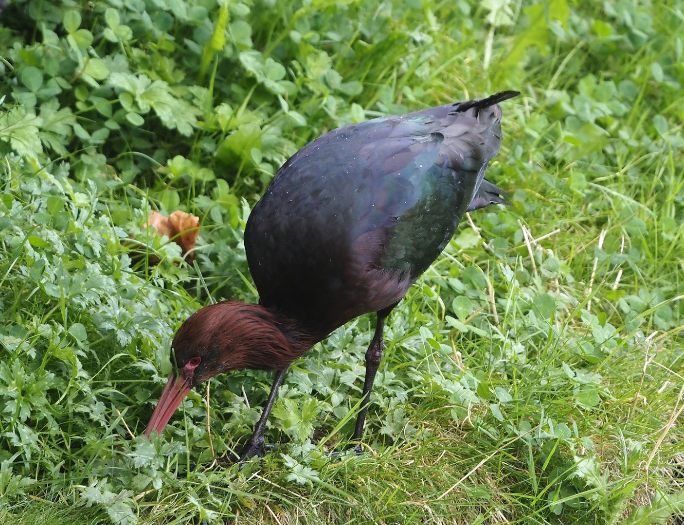 Puna ibis (Plegadis ridgwayi), 2024-08-21