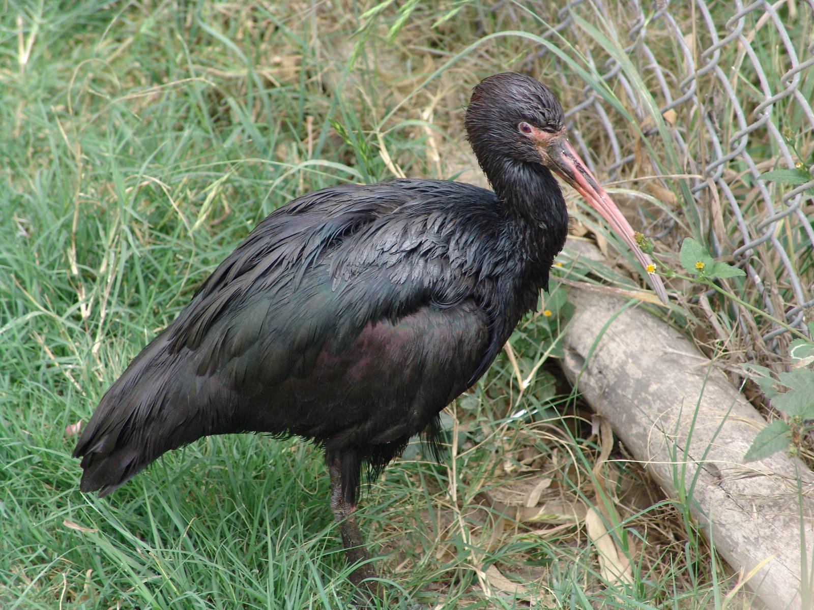 Puna-Ibis (Plegadis ridgwayi)