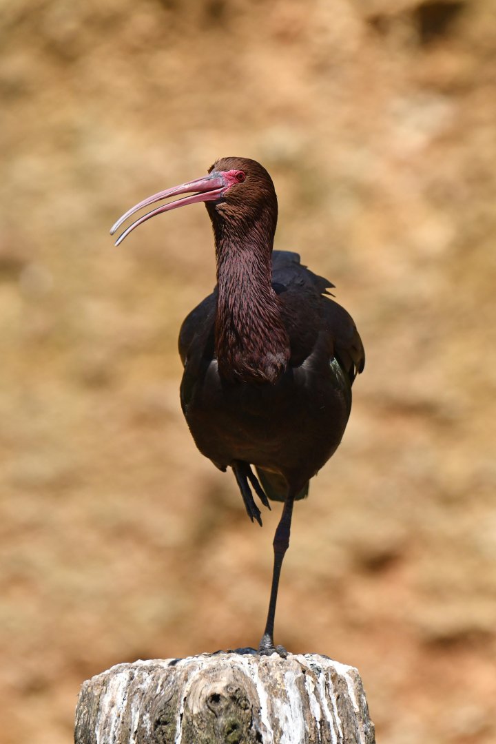 Puna ibis (Plegadis ridgwayi)