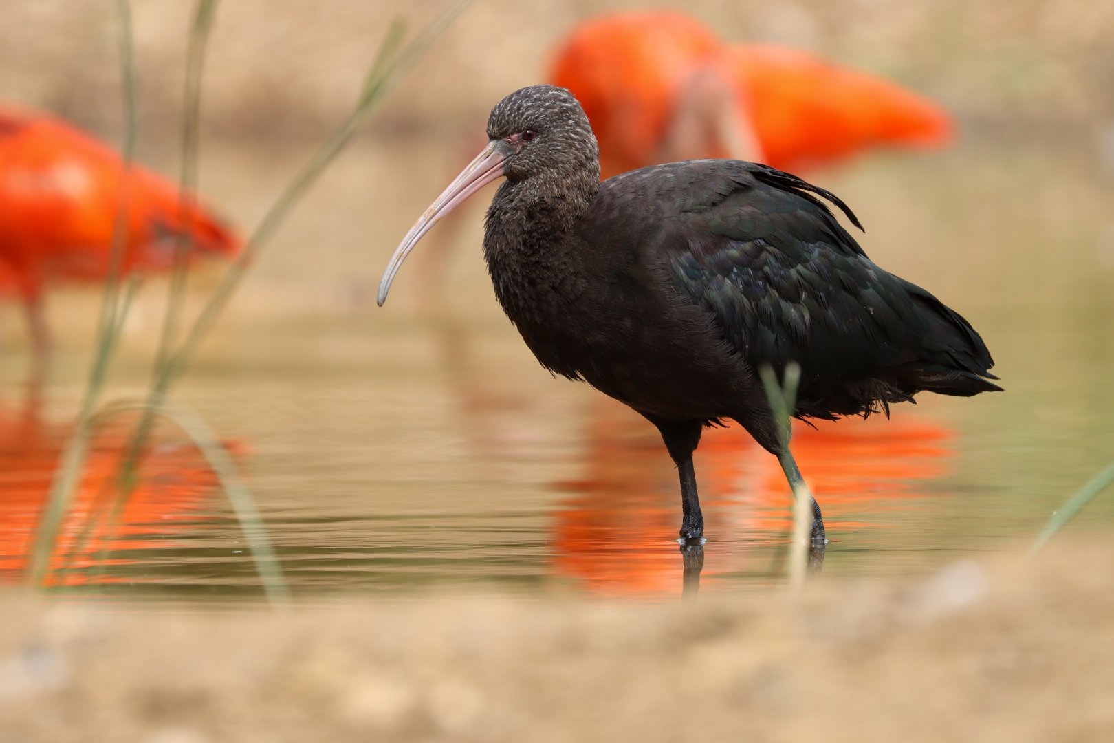 Puna ibis (Plegadis ridgwayi)