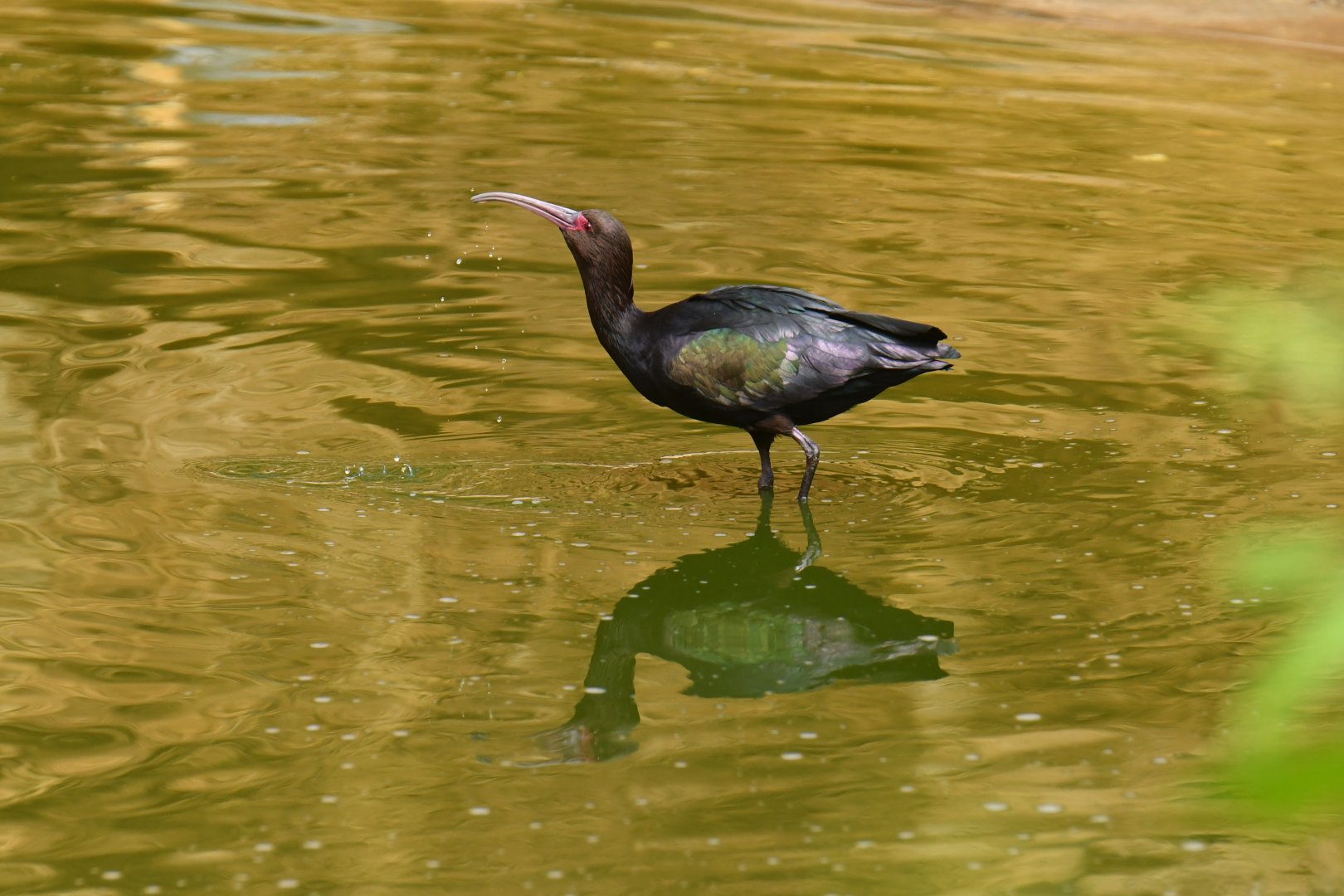 Puna Ibis (Plegadis ridgwayi)