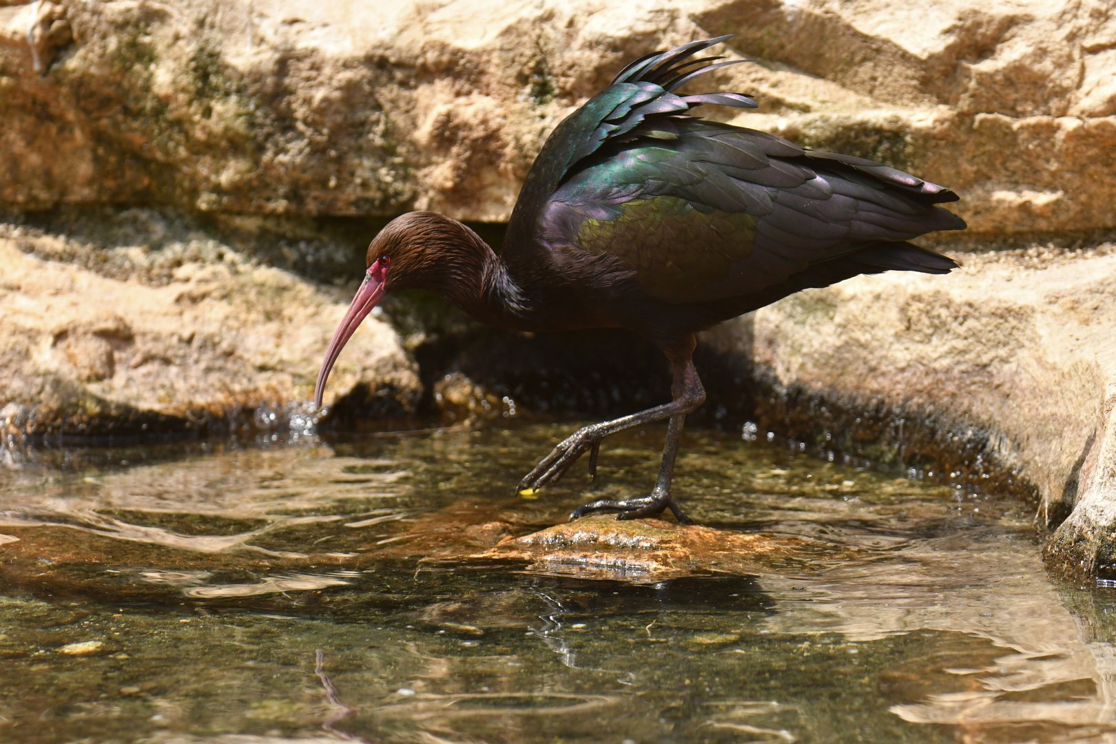 Puna Ibis (Plegadis ridgwayi)