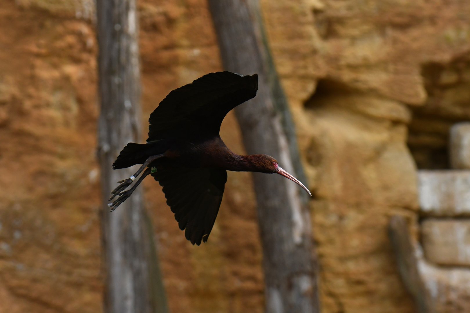 Puna Ibis (Plegadis ridgwayi)