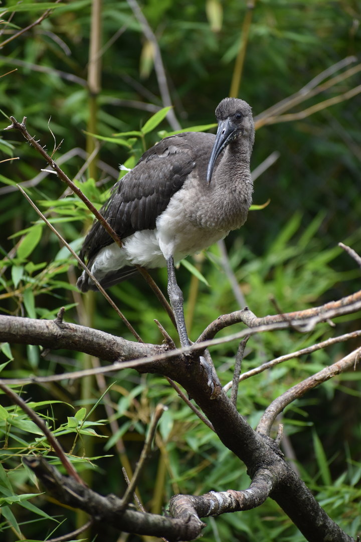 Puna Ibis - Plegadis ridgwayi