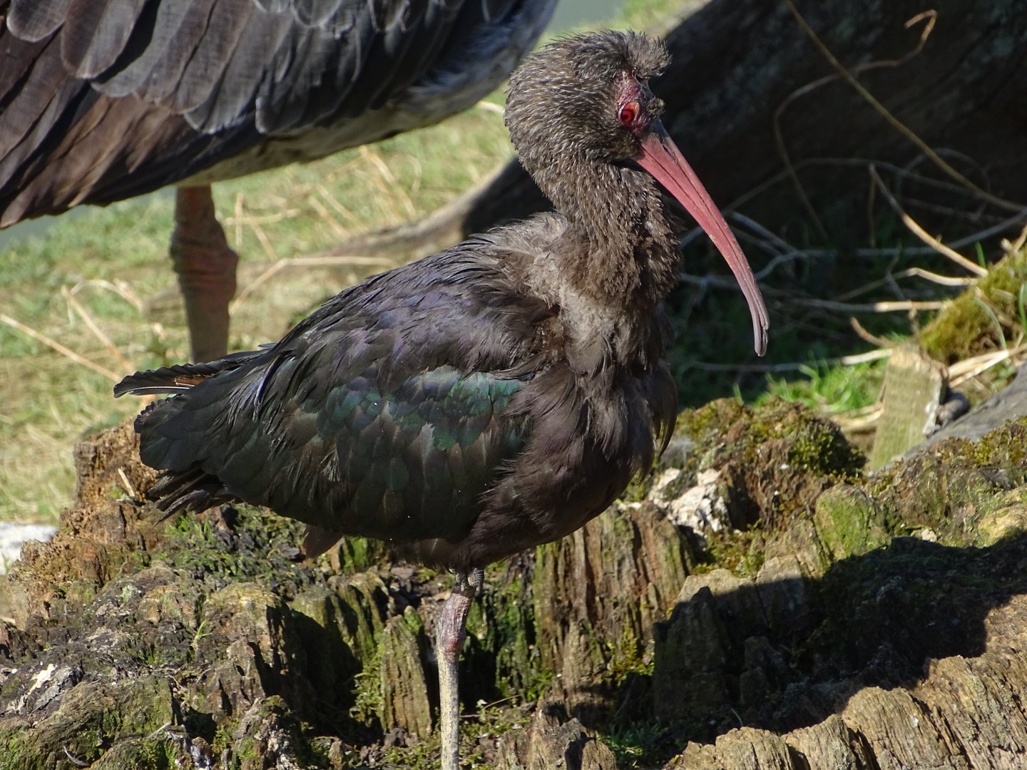 Puna ibis (Plegadis ridgwayi)