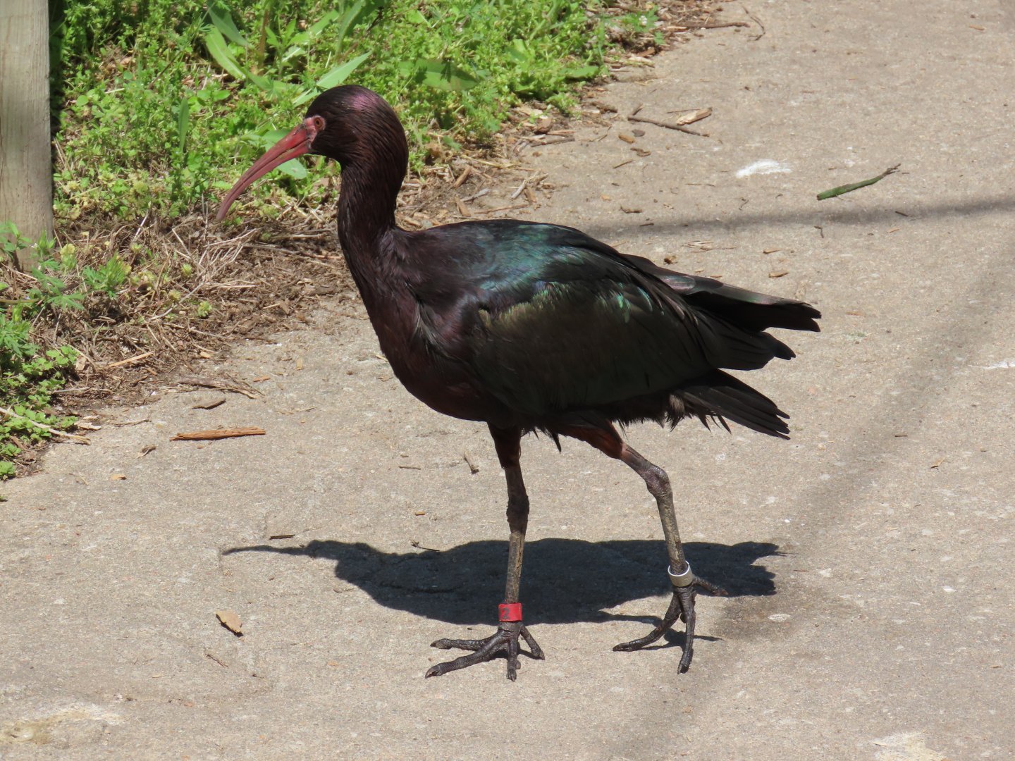 Puna Ibis (Plegadis ridgwayi)