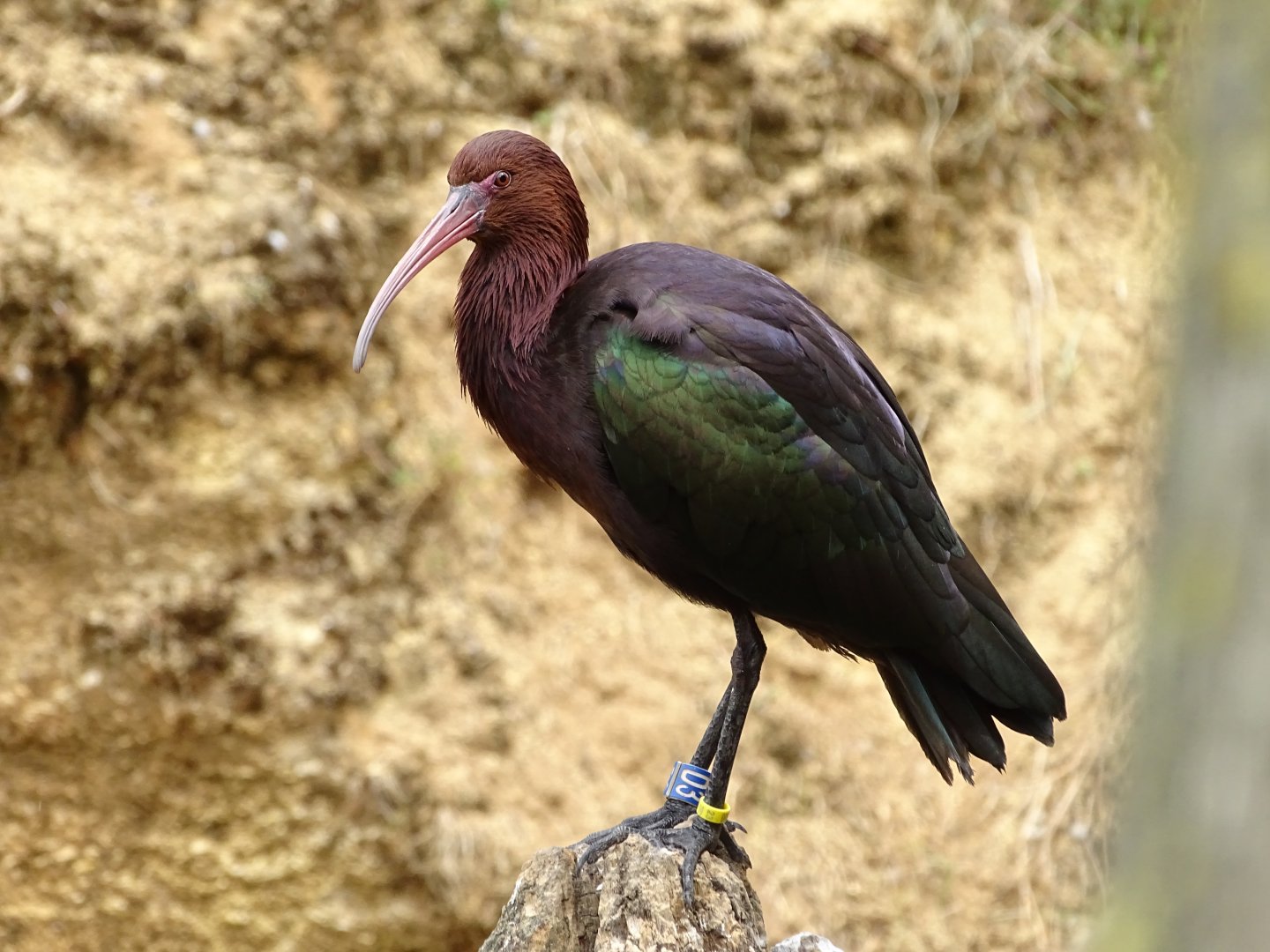 Puna ibis (Plegadis ridgwayi)