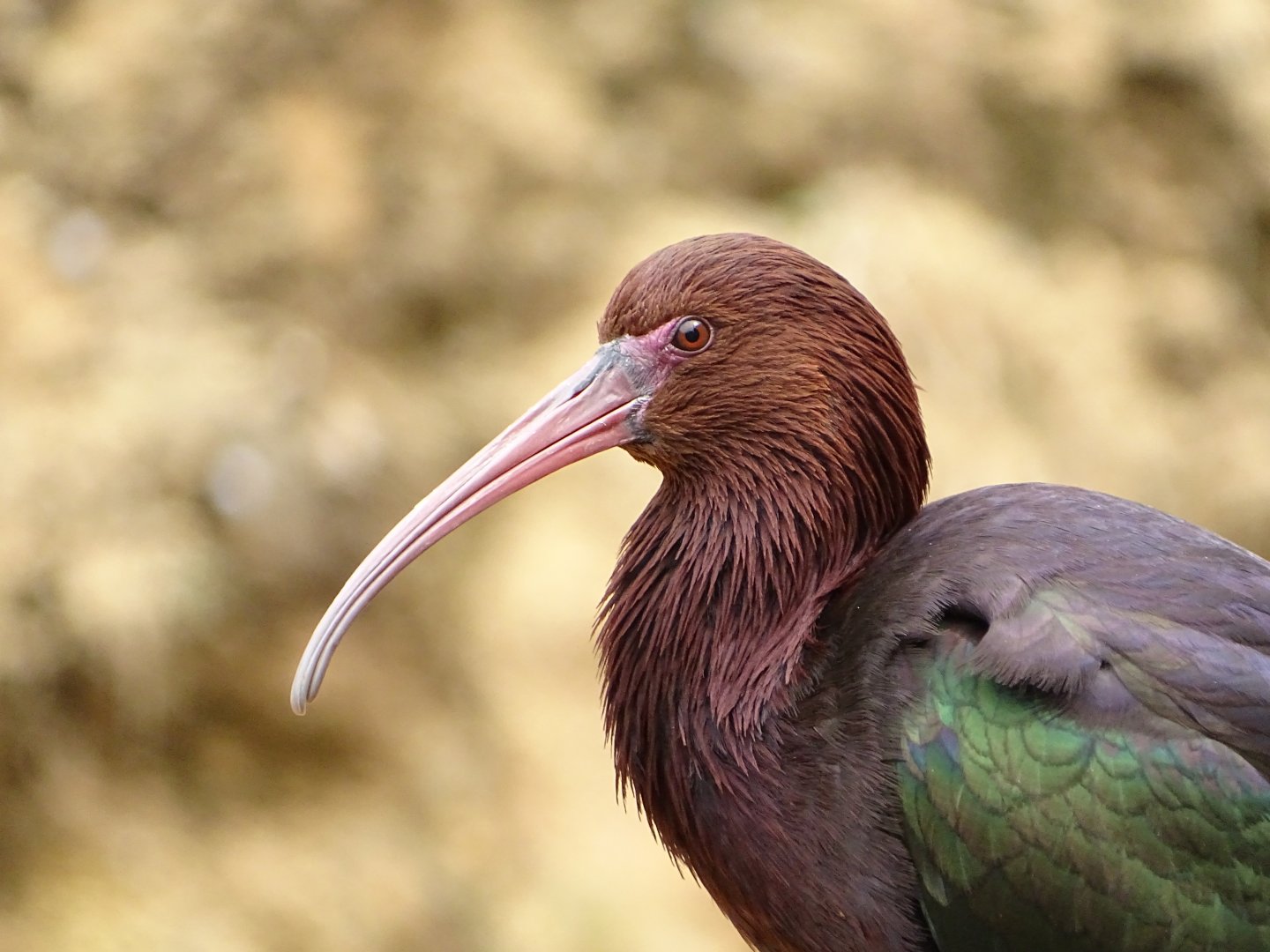 Puna ibis (Plegadis ridgwayi)