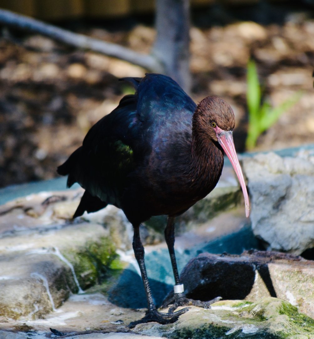 Puna Ibis - September 2020