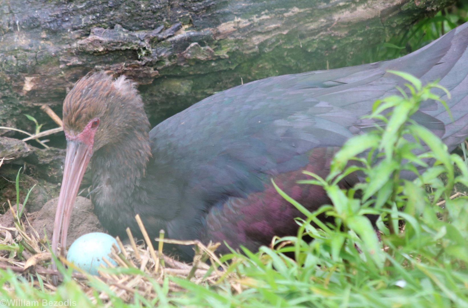 Puna Ibis with Eggs