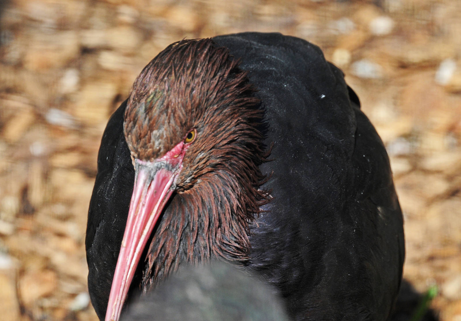Puna Ibis
