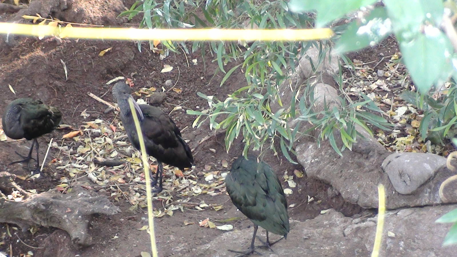 Puna Ibis