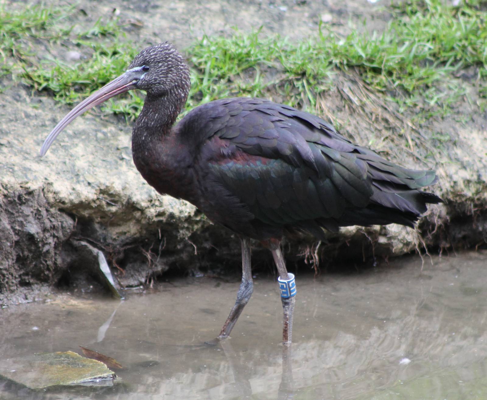 Puna ibis