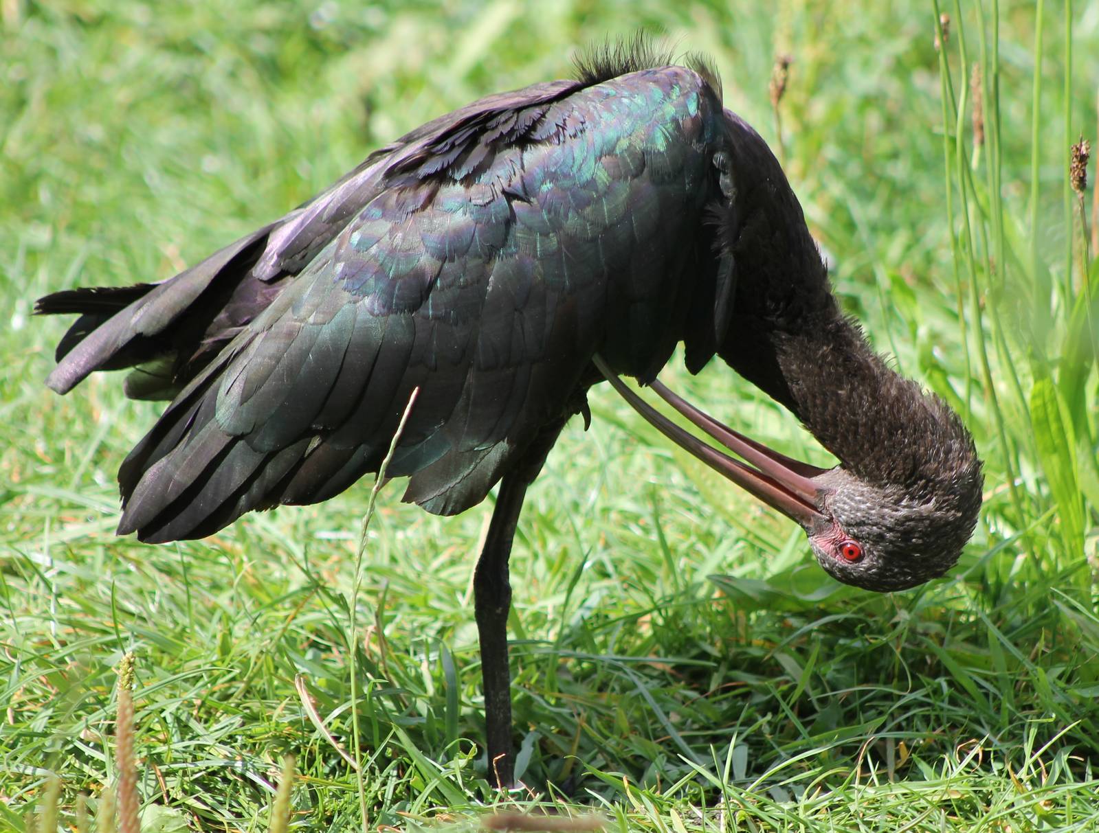 Puna ibis