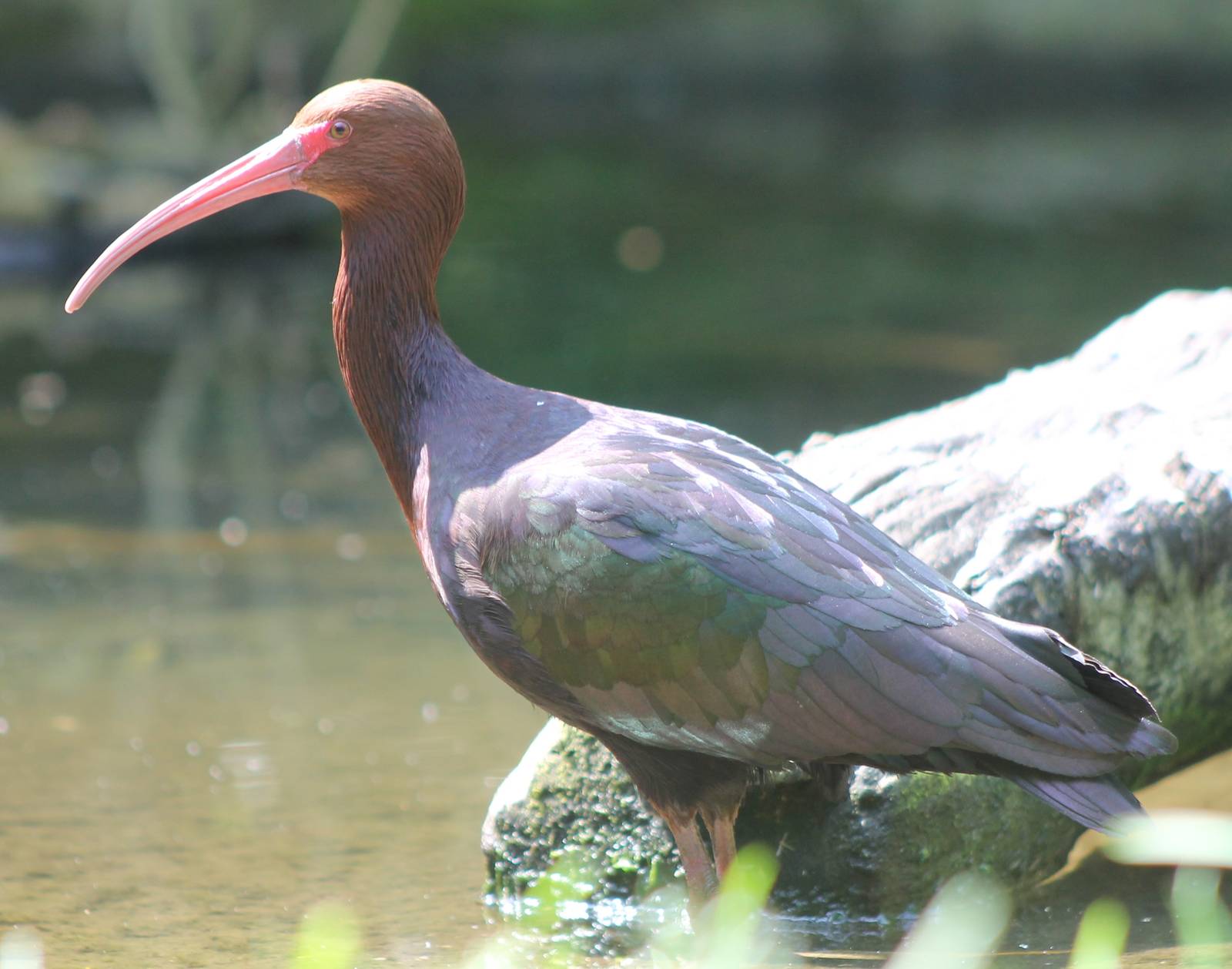 Puna ibis