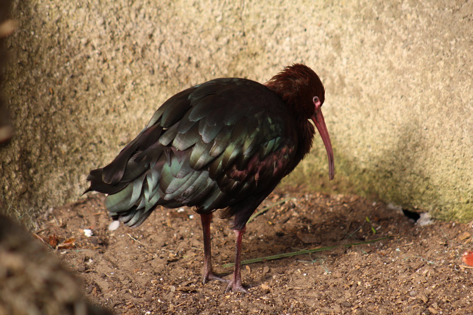 Puna Ibis