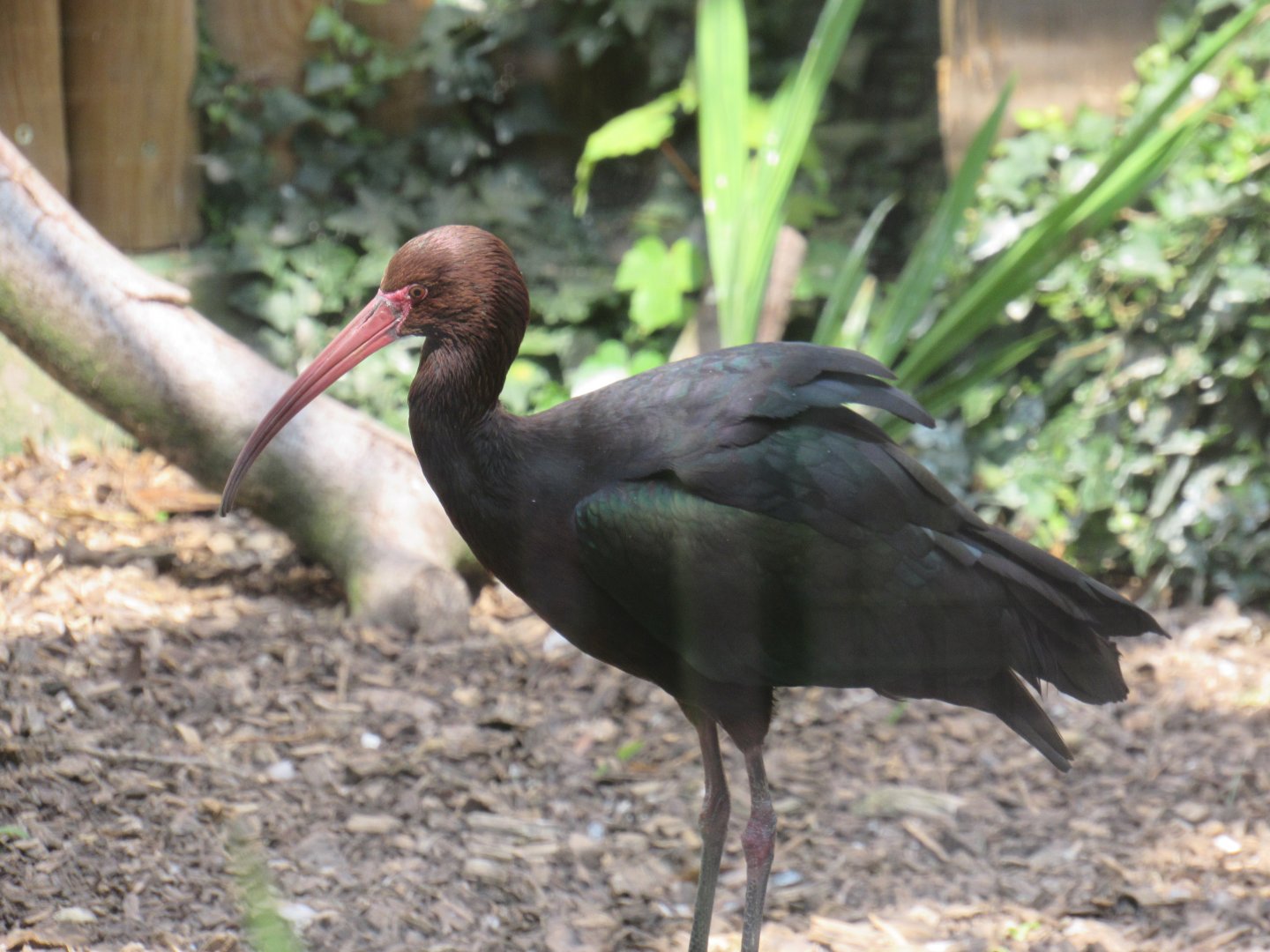 Puna Ibis