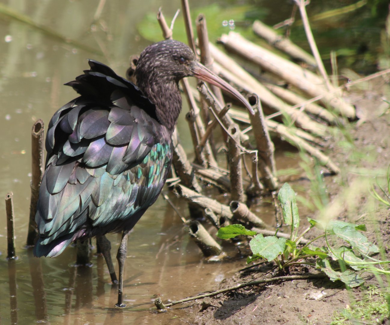 Puna ibis