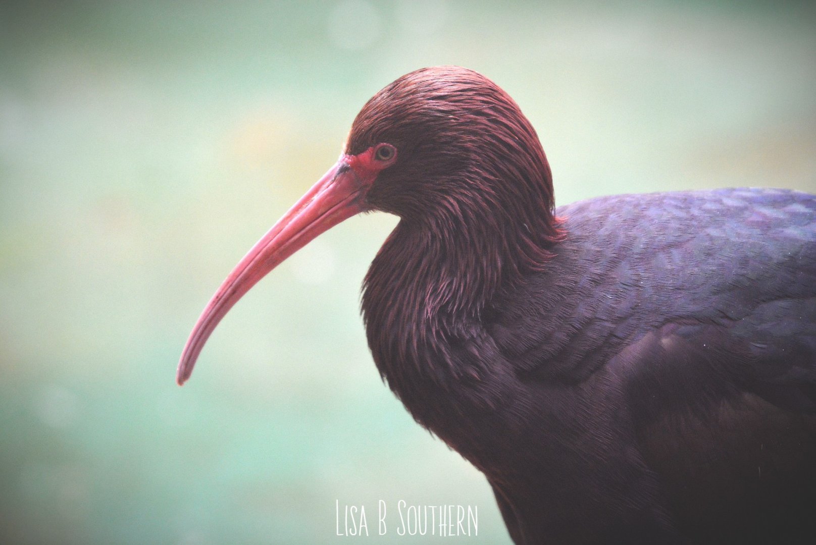 puna ibis