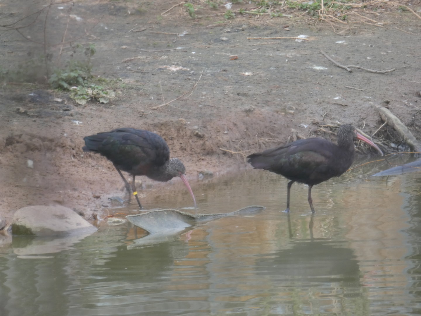 Puna ibis