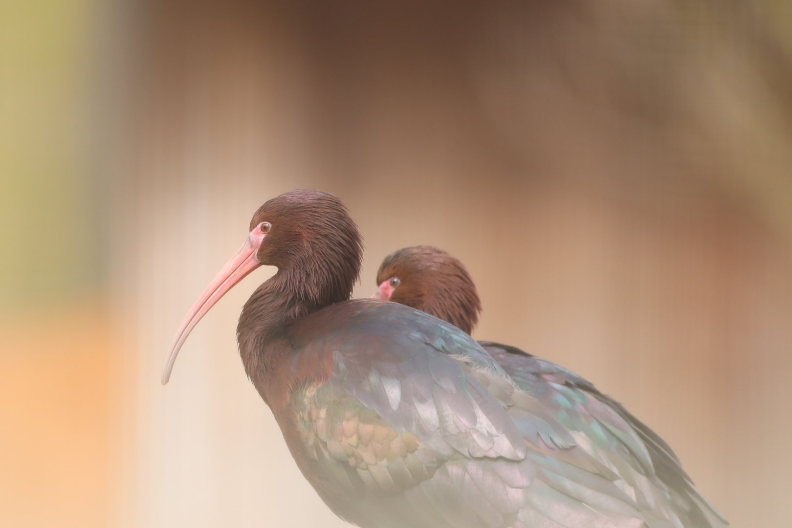 Puna Ibis