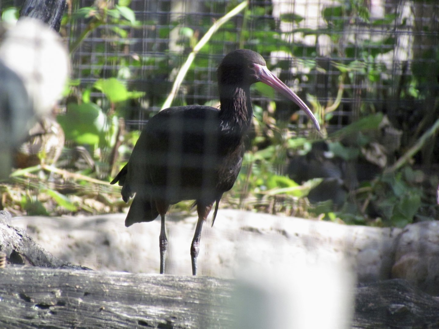 Puna Ibis