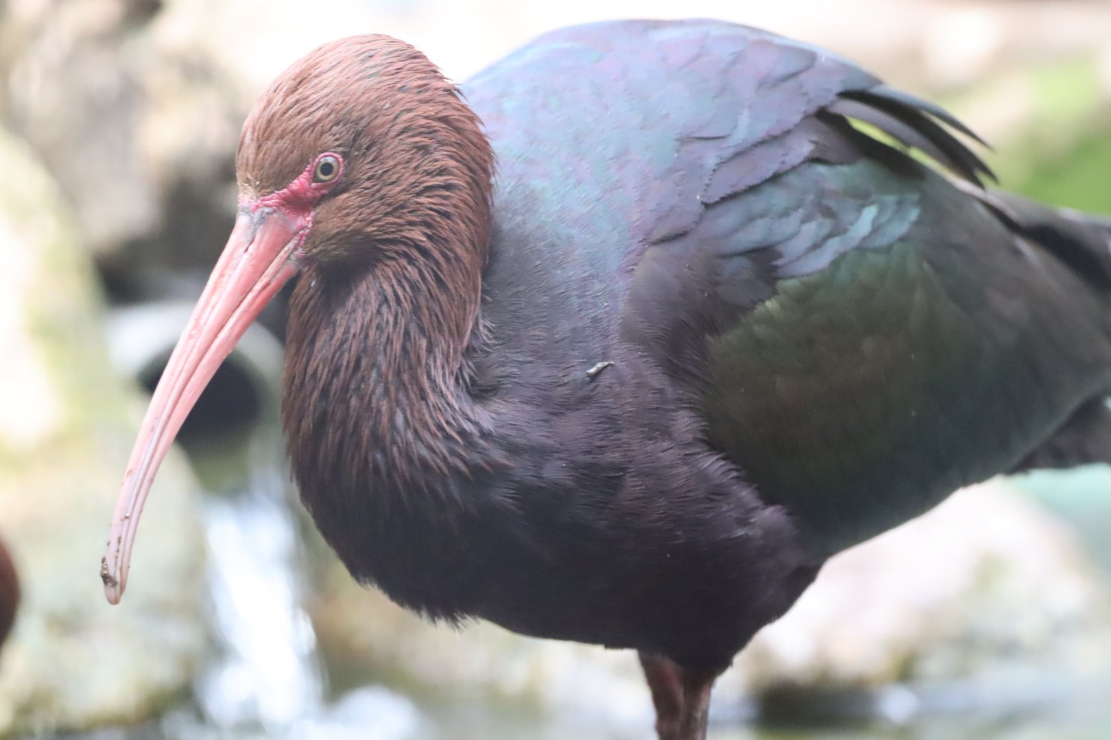 Puna Ibis