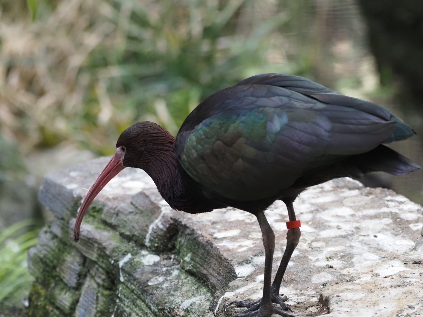 Puna Ibis