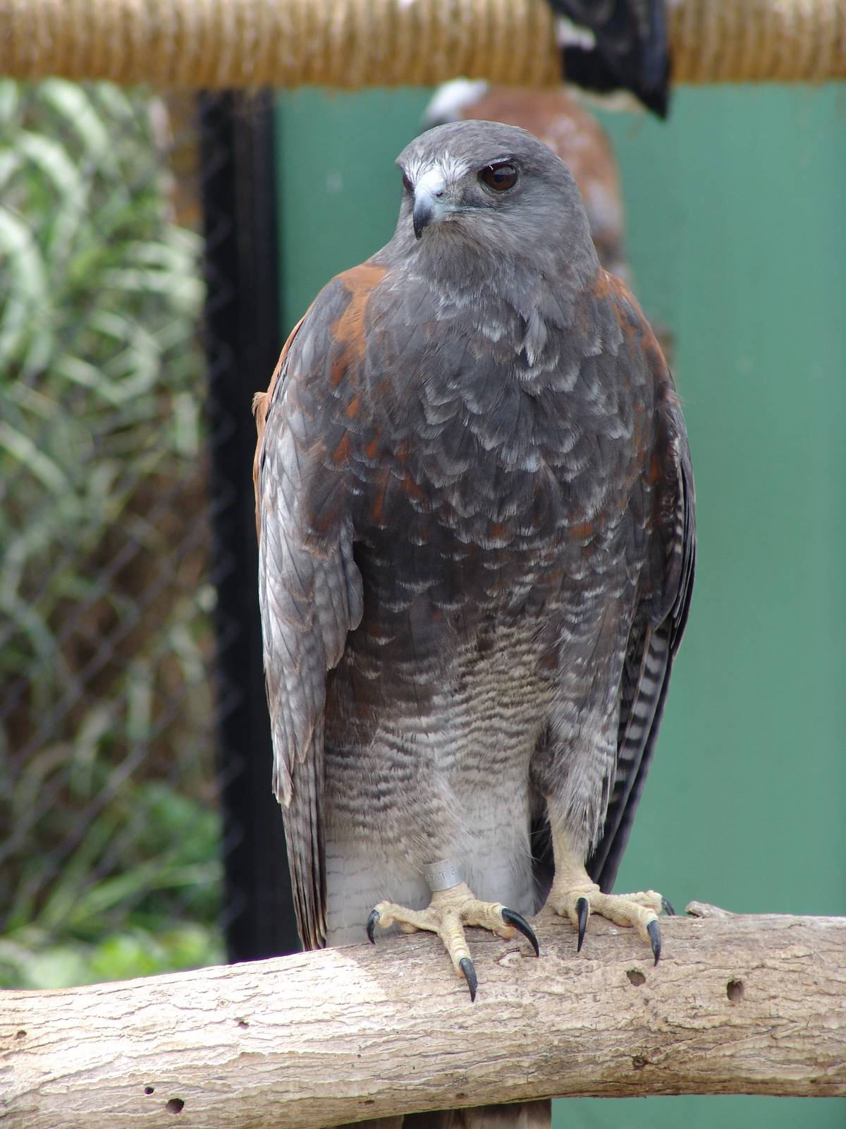 Puna or Gurney's Hawk (Buteo poecilochrous)