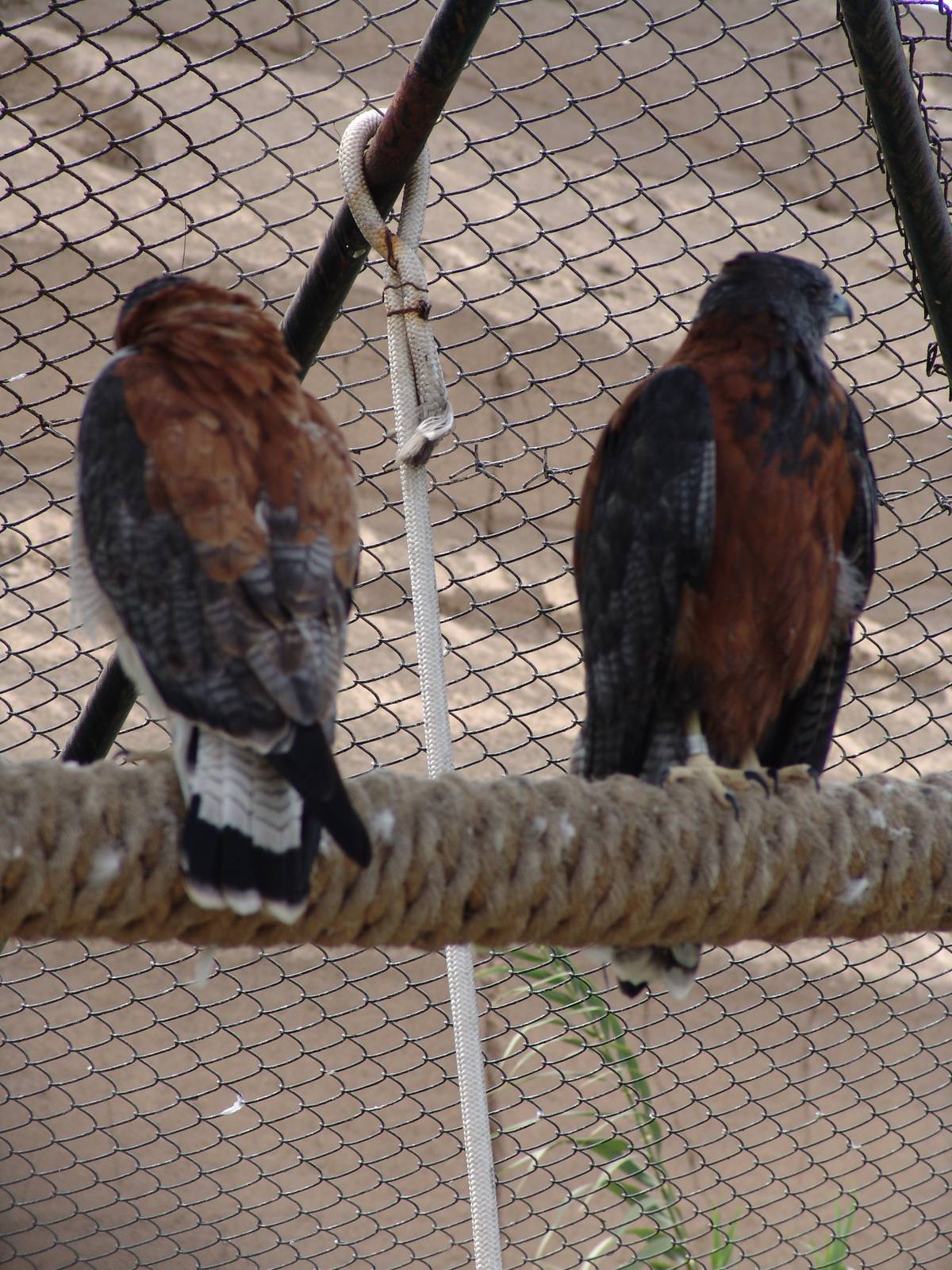 Puna or Gurney's Hawks (Buteo poecilochrous)